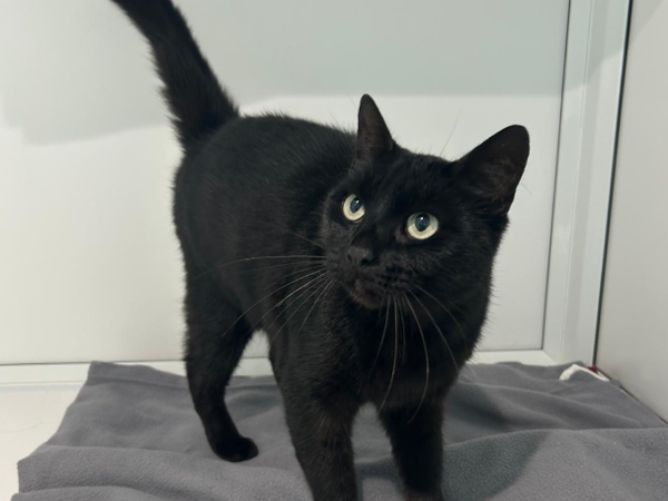 PRINCE For Adoption