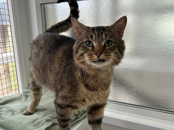 CAPTAIN For Adoption