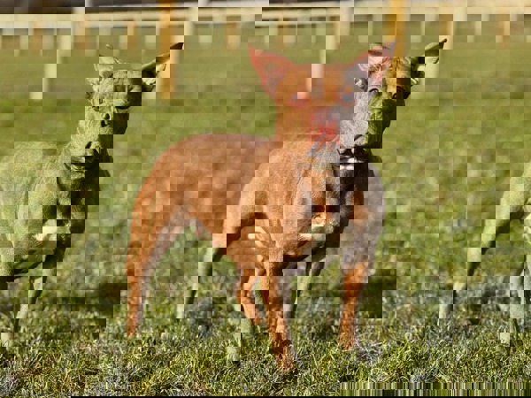 Dottie, a 3 years old female Pocket Bully available for adoption from Greenacres Rescue in Haverfordwest, Wales