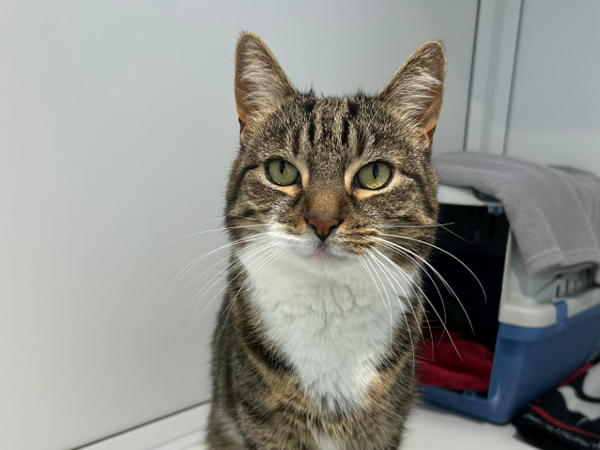 TEDDY For Adoption