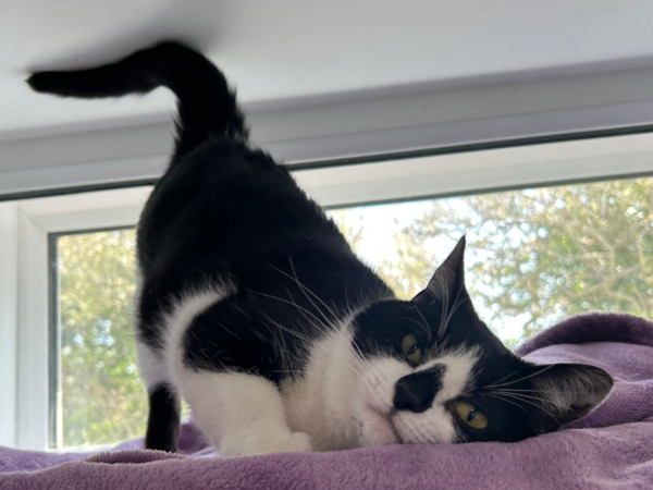 DOLLY For Adoption