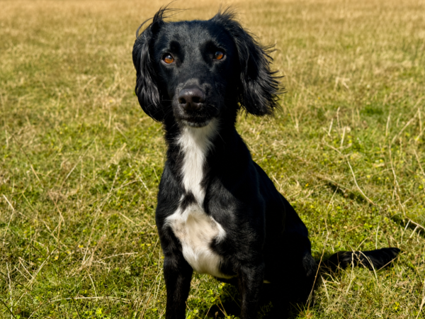 MARLEY For Adoption