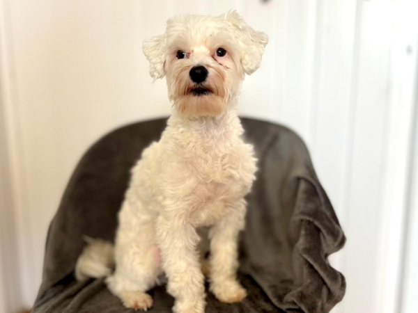 CYNDRIC For Adoption