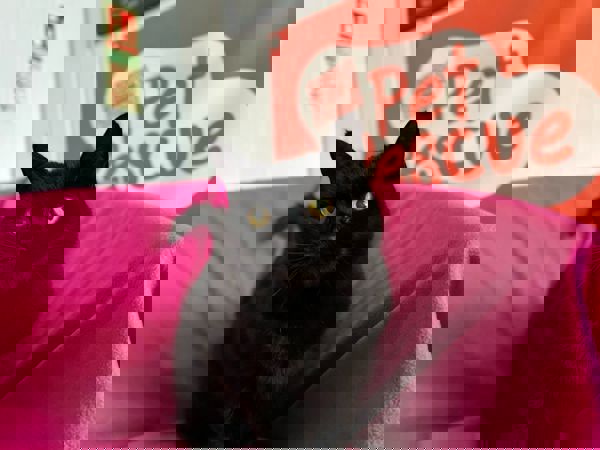 SOOTY   For Adoption