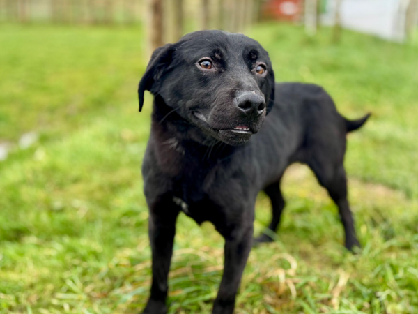 Flint, a 3 years old male Labrador available for adoption from Greenacres Rescue in Haverfordwest, Wales