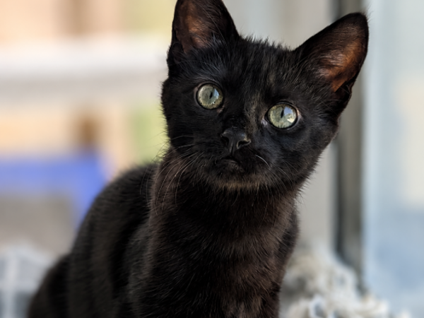 EBONY For Adoption