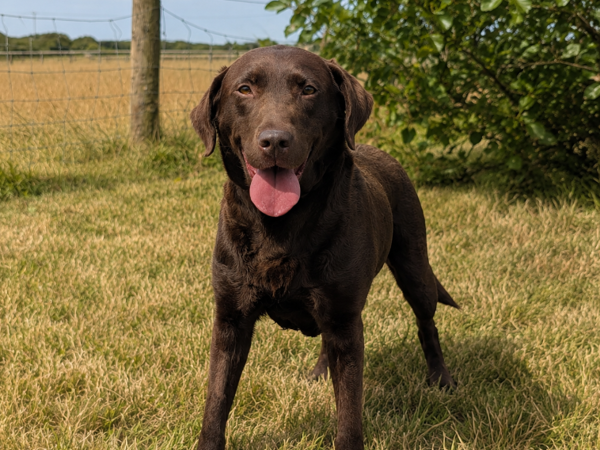 CADI For Adoption