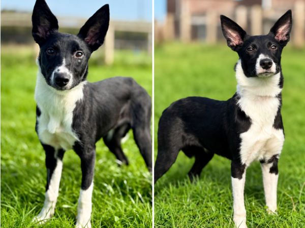 YING & YANG For Adoption
