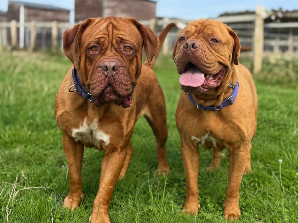 MAC AND HONEY For Adoption