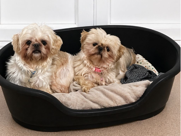 BLITZY AND FIFI For Adoption