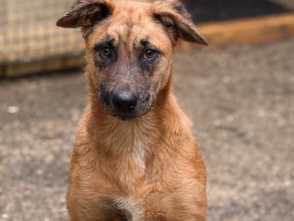 FOX For Adoption
