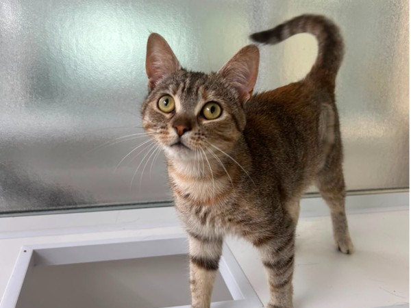 HANNAH For Adoption