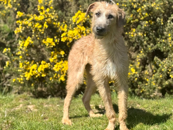 Lily, a 1 year old female Crossbreed available for adoption from Greenacres Rescue in Wales