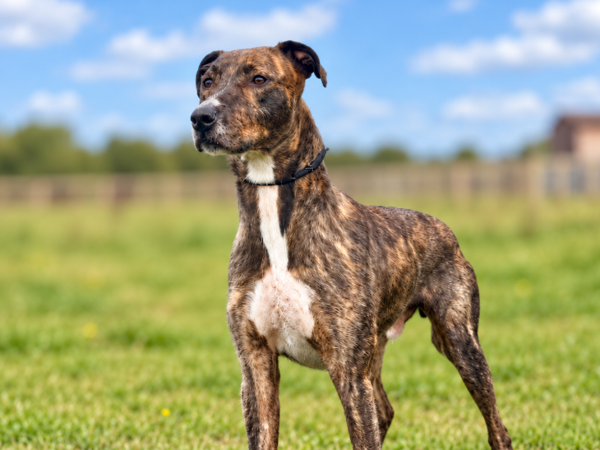 ALBERT For Adoption