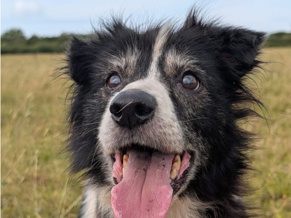 Minnie, a 14 years old female Collie available for adoption from Greenacres Rescue in Wales