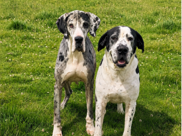 EVITA AND CLINT For Adoption