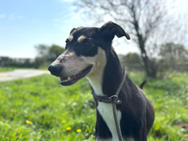 RUFUS For Adoption