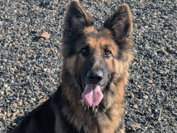 LLIO For Adoption