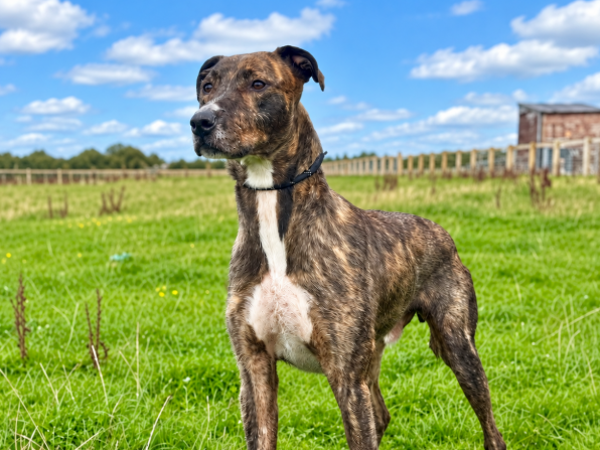 ALBERT For Adoption