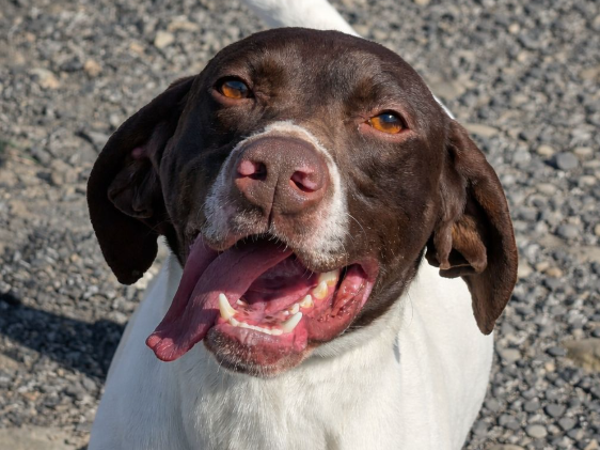 Jonny, a 2 years old male Pointer available for adoption from Greenacres Rescue in Haverfordwest, Wales
