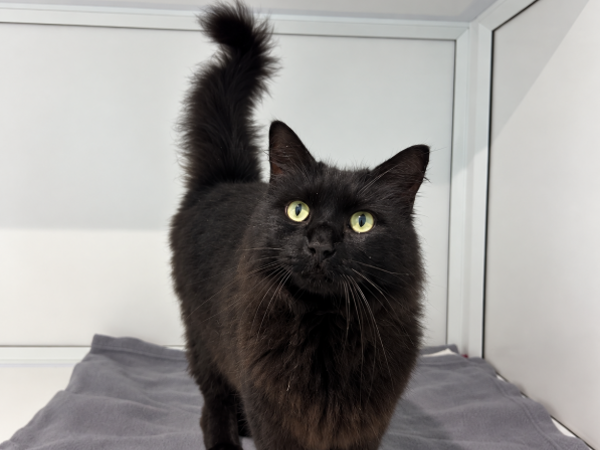 PUDDY For Adoption