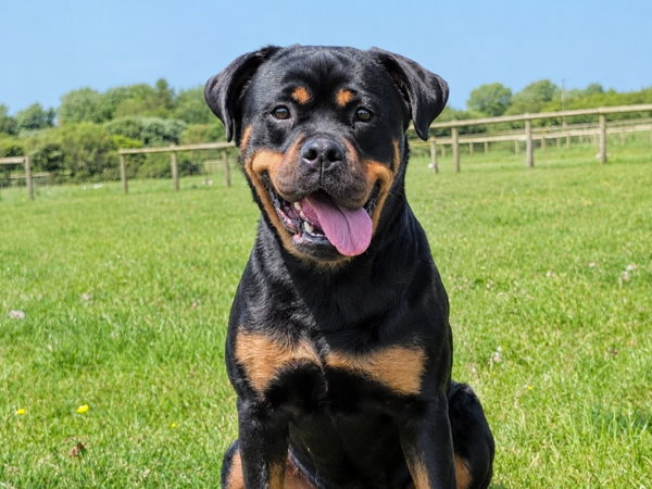 LOLA For Adoption