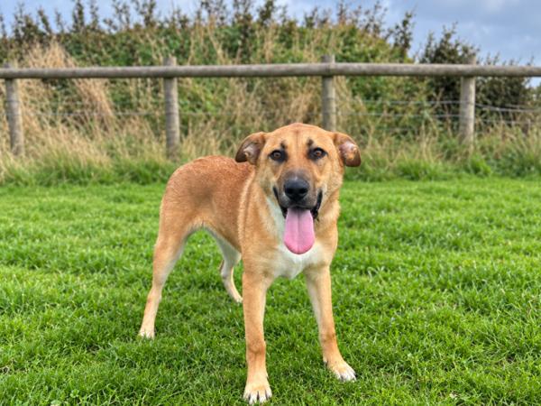 DELPHINE For Adoption