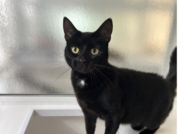 TILLY For Adoption