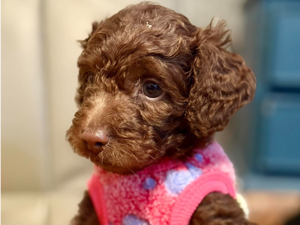 PHOENIX For Adoption