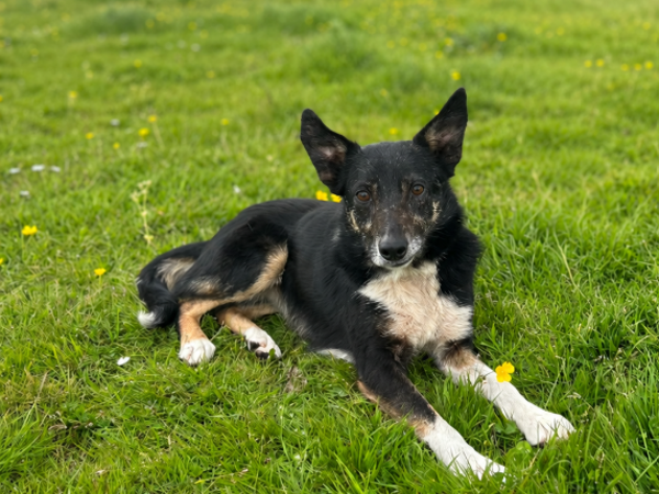 Vicky, a 3 years old female Border Collie available for adoption from Greenacres Rescue in Wales