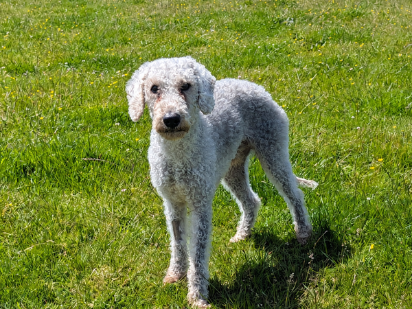 Celt, a 8 years old male Bedlington Terrier available for adoption from Greenacres Rescue in Wales