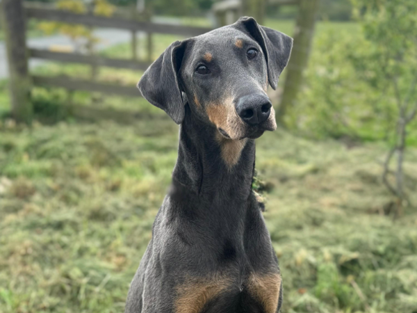 NEMMIE For Adoption