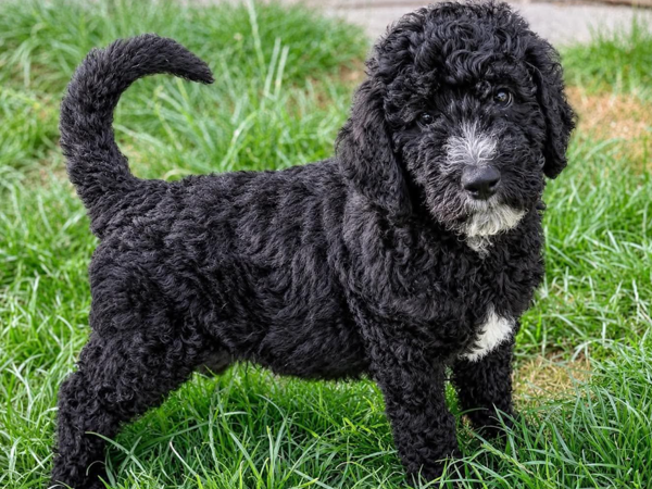 OLLIE For Adoption