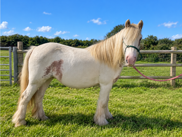 HATTIE For Adoption
