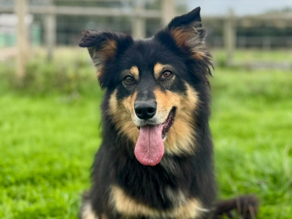 RAVEN For Adoption