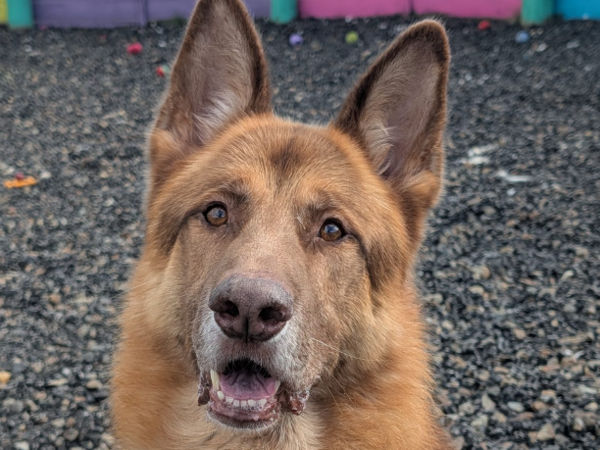 LLEW For Adoption