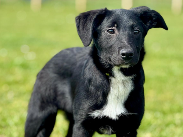 Rodney, a 6 months old male Collie available for adoption from Greenacres Rescue in Wales