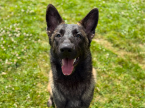 Charlie, a 9 months old male German Shepherd x Belgian Malinois available for adoption from Greenacres Rescue in Wales