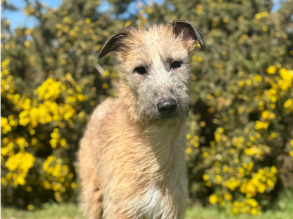 Cedar, a 1 year old male Crossbreed available for adoption from Greenacres Rescue in Wales