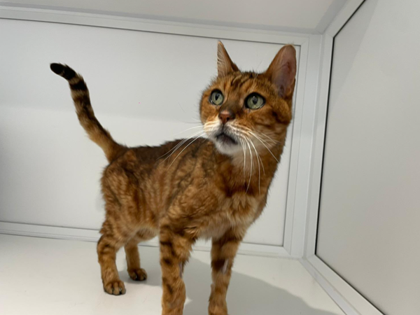 KIT For Adoption