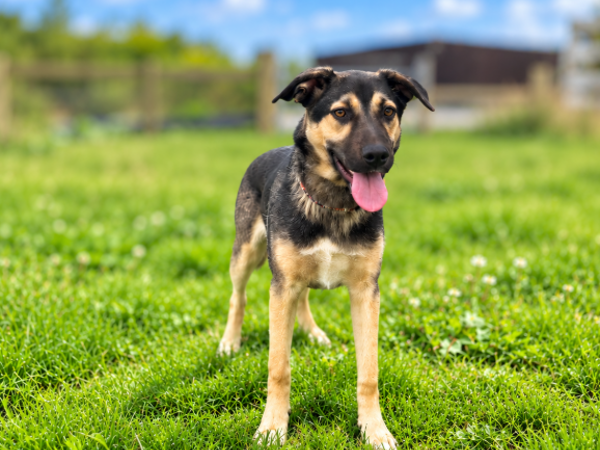 DENNIS For Adoption