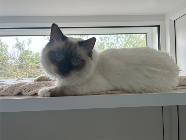 BUGSY MALONE For Adoption