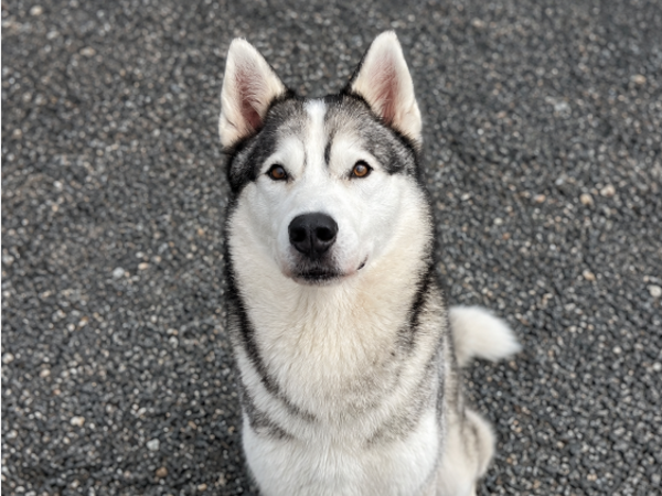 Atlas, a 6 years old male Siberian Husky available for adoption from Greenacres Rescue in Wales
