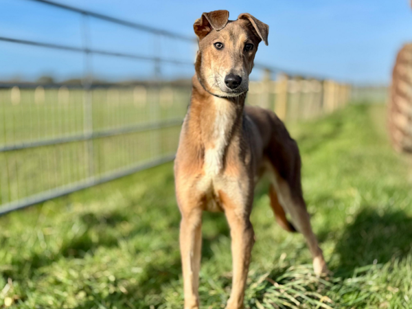 Mufasa, a 2 years old male Saluki available for adoption from Greenacres Rescue in Wales