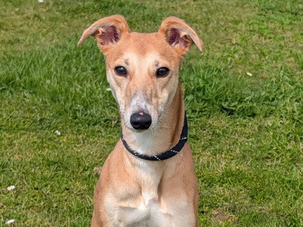 Willow, a 9 months old female Whippet available for adoption from Greenacres Rescue in Wales