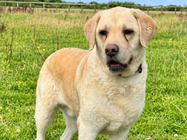 BENJI For Adoption
