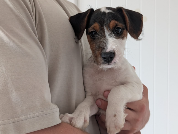 SCRUFFY, TOBY & DICE For Adoption