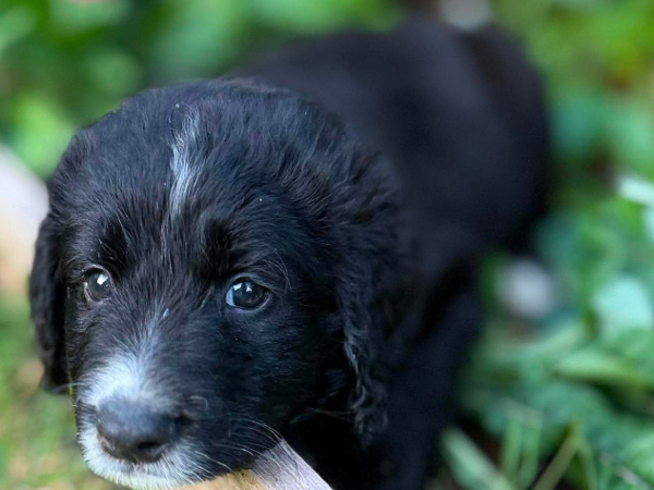 THEO For Adoption
