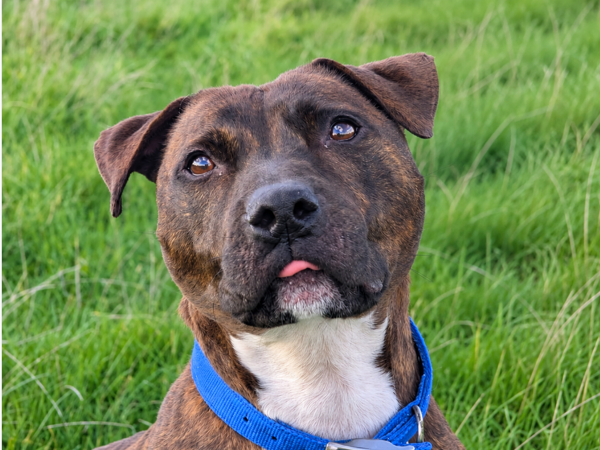 BROCK For Adoption