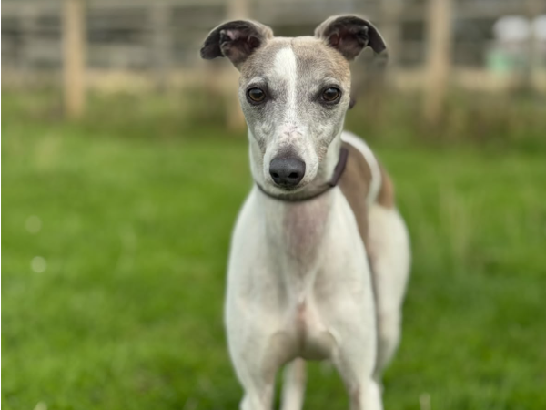 TOLSAR For Adoption
